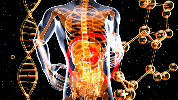 Gastroenterologie